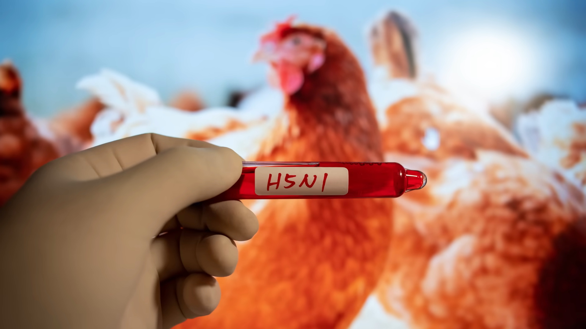A human hand in a latex glove holds a test tube filled with red liquid labeled H5N1. In the background is an out of focus image of a chicken.