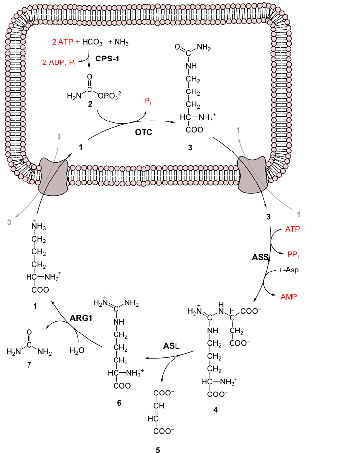 The urea cycle. (Credit: Yikrazuul, Wikimedia)