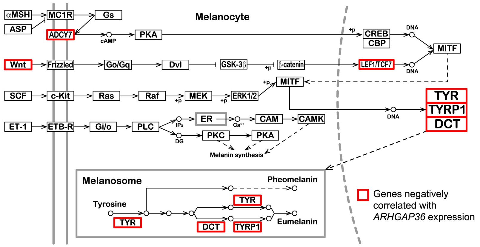 Impact of increased ARHGAP36 expression on melanocyte gene expression. (Credit: Hidehiro Toh et al., Current Biology, 2025)