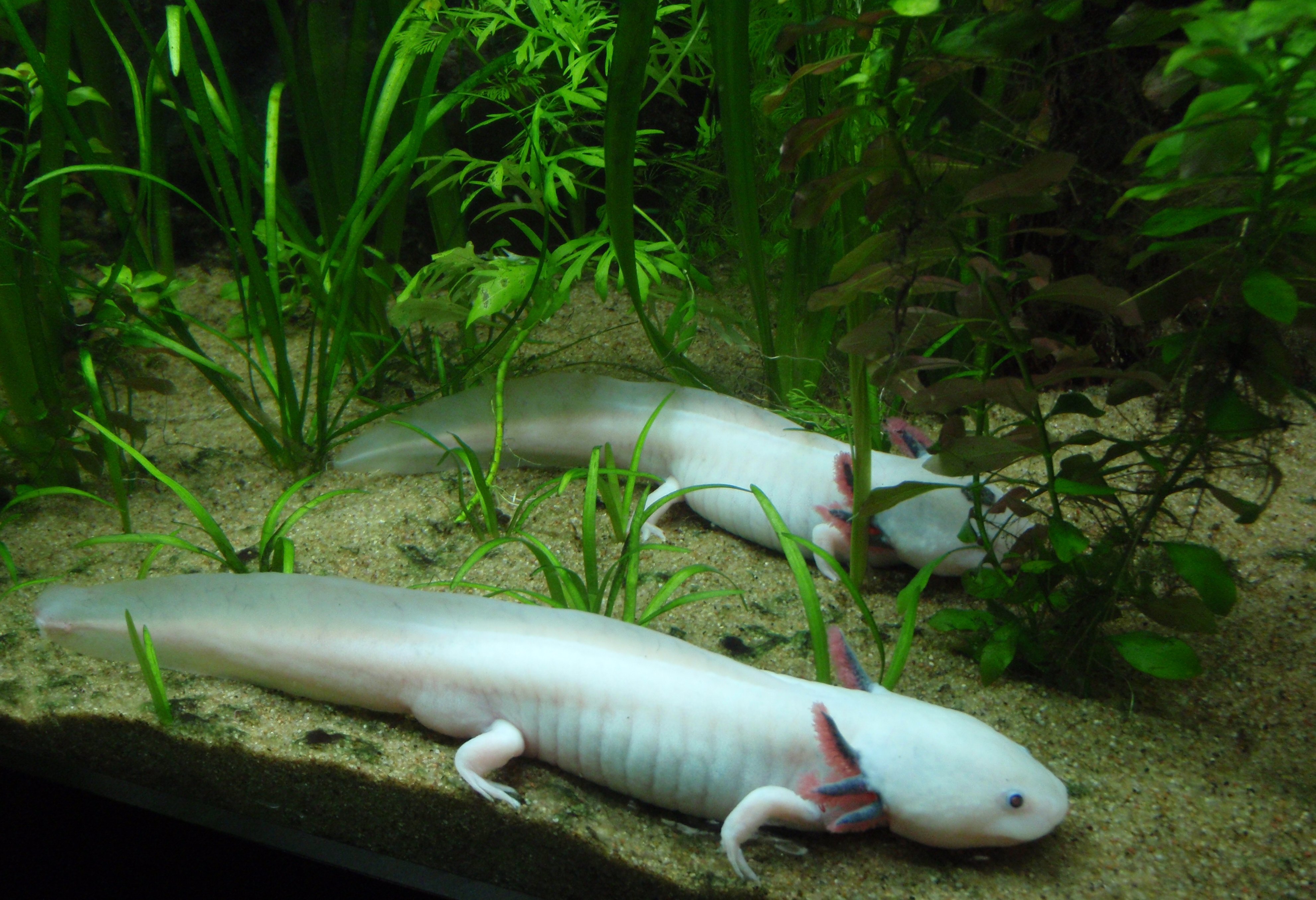 Two Ambystoma mexicanum axolotl at the Vancouver Aquarium. (Credit: ZeWrestler, Wikimedia)