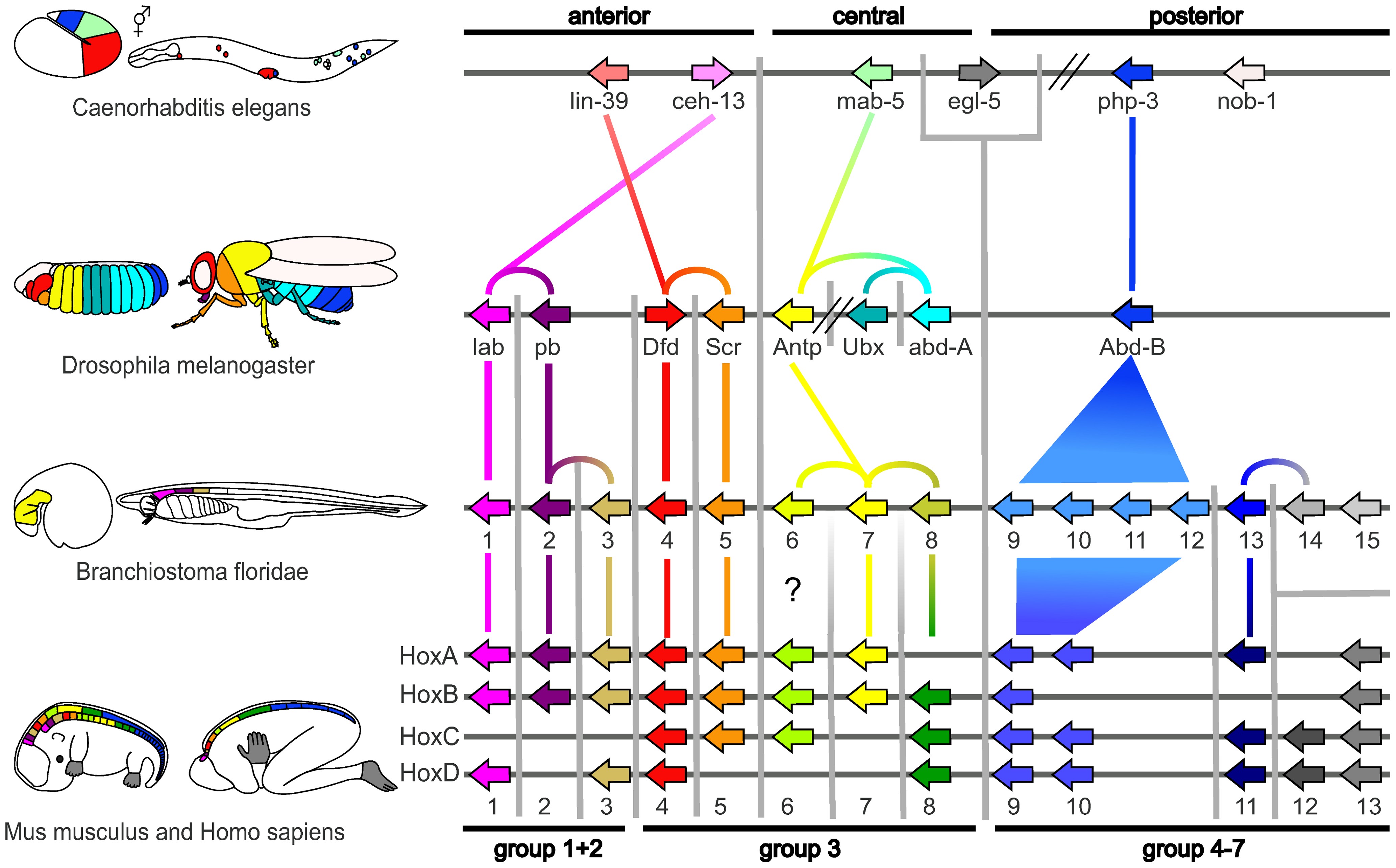 Hox protein classification across model organisms by CLANS analysis, (Credit: Hueber et al., 2010)