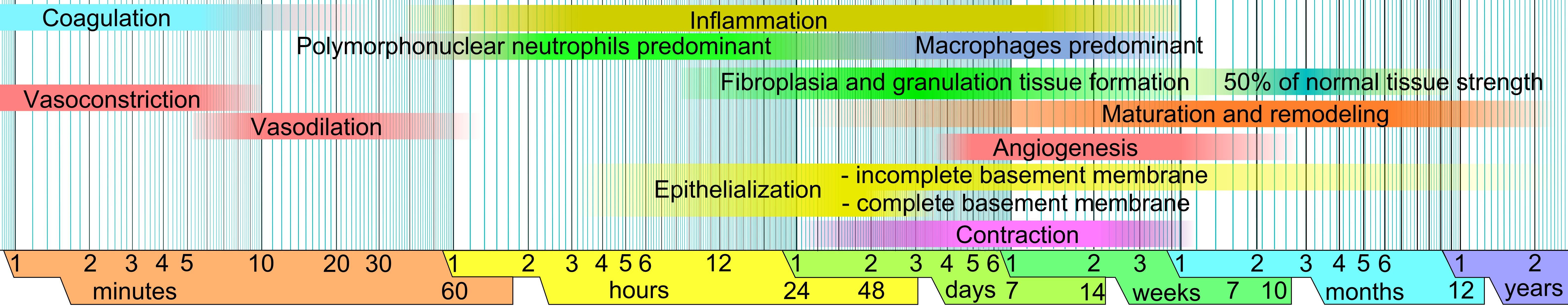 Phases of wound healing. (Credit: Mikael Häggström, Wikimedia)