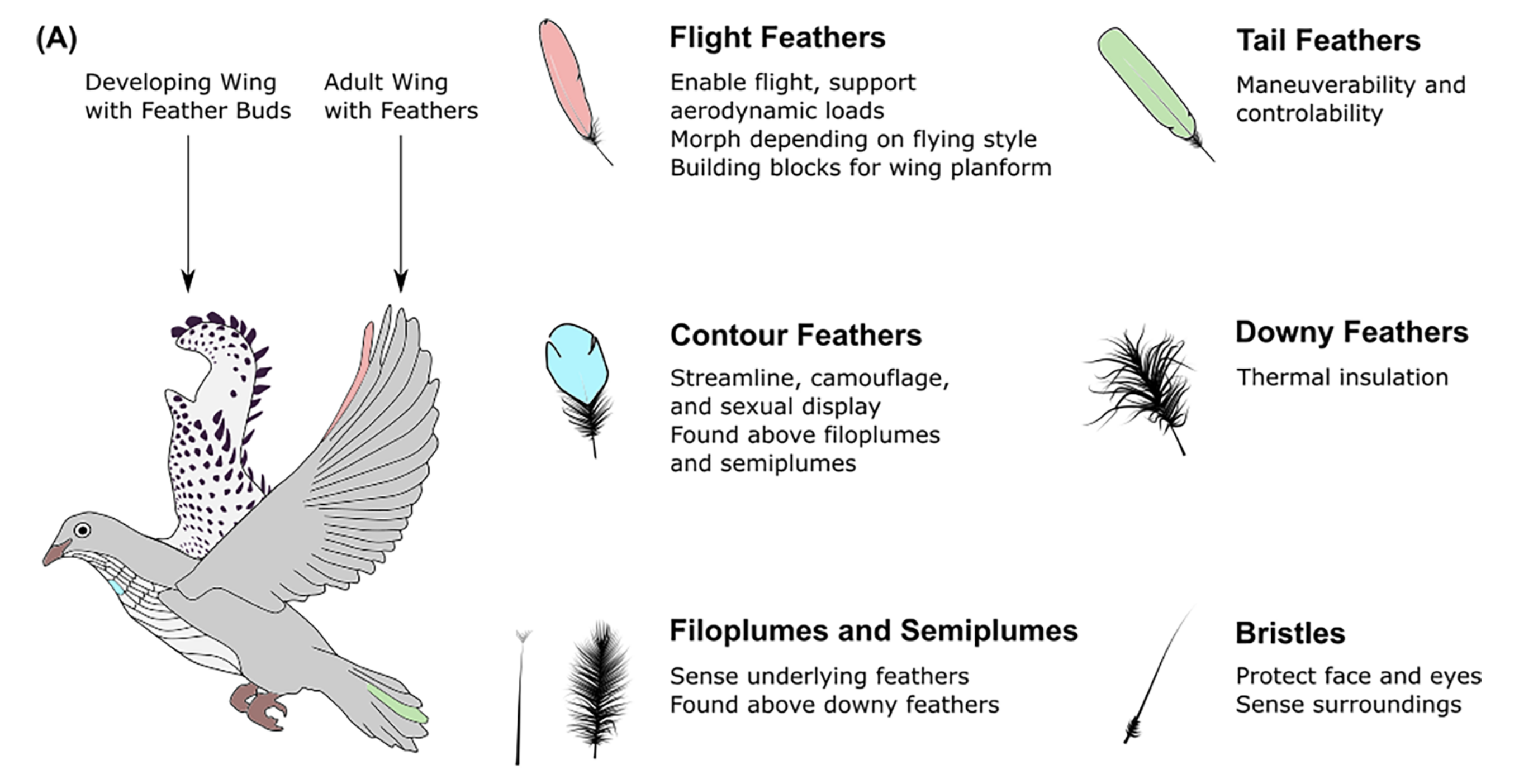 An image of a pigeon on the left and a breakdown of six of the different kind of feathers on the bird. The bird's right wing is white with black dots and has an arrow pointing to it saying, "Developing wing with feather buds." The left wing is grey with one feather highlighted in pink with the text "Adult wing with feathers" at the end of an arrow pointing to it. The six feather types on the right side of the image are flight feathers, illustrated in pink with the text "enable flight, support aerodynamic loads, morph depending on flying style, building blocks for wing planaform." In green, we have tail feathers and the text "Maneuverability and controlability." In blue are the contour feathers, accompanied by the text, "streamline, camouflage, and sexual display. Found above filoplumes and semiplumes." A black floofy branched structure shows us the downy feathers next to the text "thermal insulation." Filoplumes and semiplumes look to be both thin and bushy feathers in black with the text "Sense underlying feathers, found above downy feathers." Finally, we have a black, stick-like bristle feather with the text "Protect face and eyes, sense surroundings."