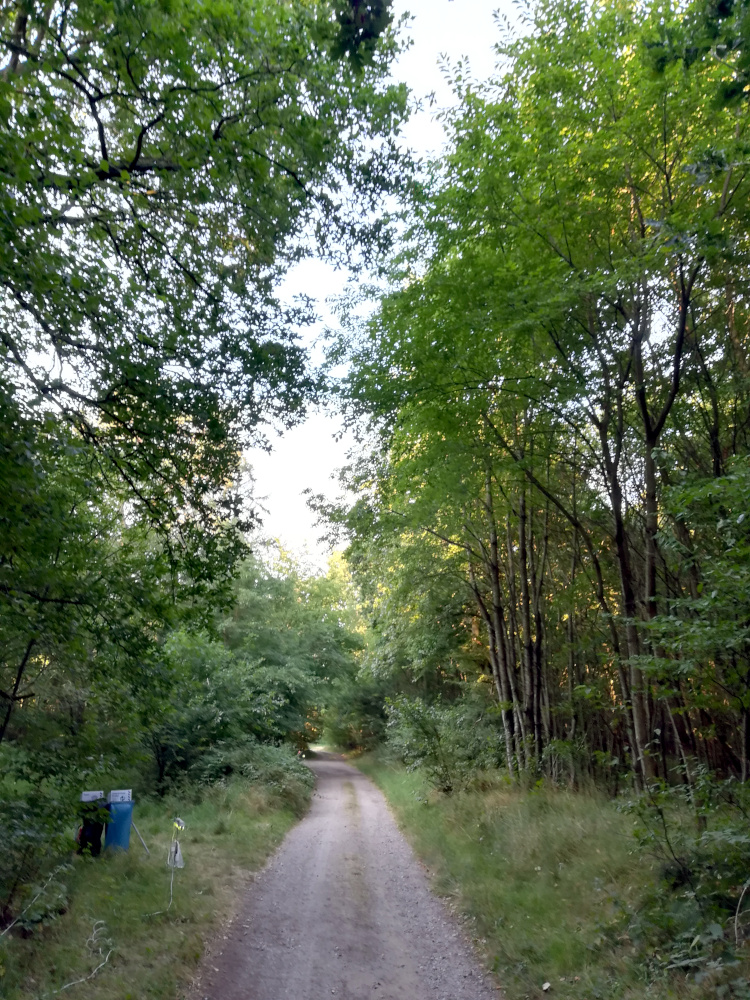 A track on the Bornhack site, stretching away into the forest.