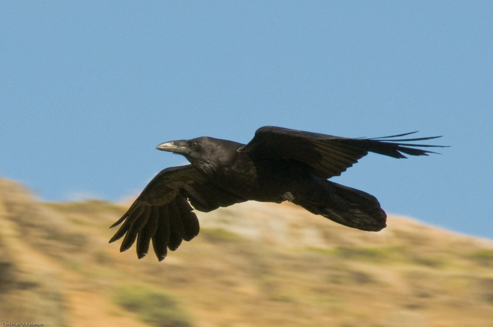 North American Common Raven (Corvus corax principalis) in flight at Muir Beach in Northern California (Credit: Copetersen)