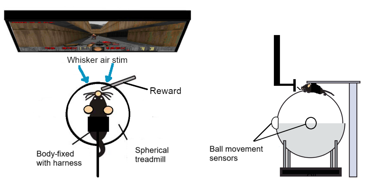 Diagram of screen in front of rat playing doom