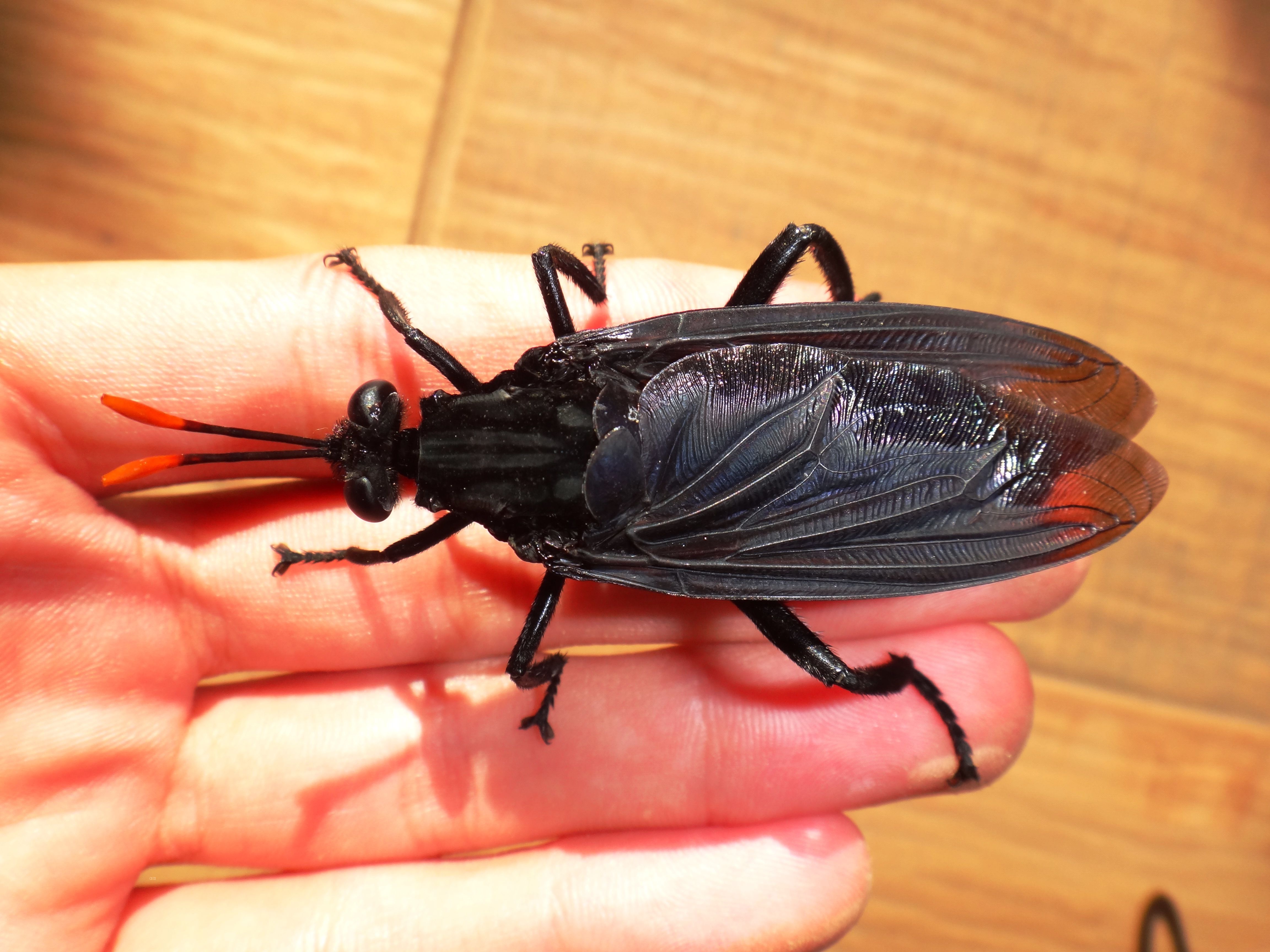 Gauromydas heros, the largest true fly alive today. (Credit: Biologoandre)