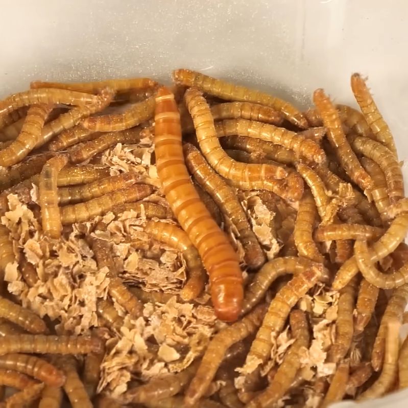 One swol mealworm amidst its weaker brethren. (Credit: The Thought Emporium, YouTube)