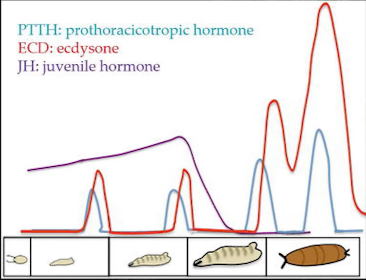 Hormone levels in an insect across its larval and pupa stages.