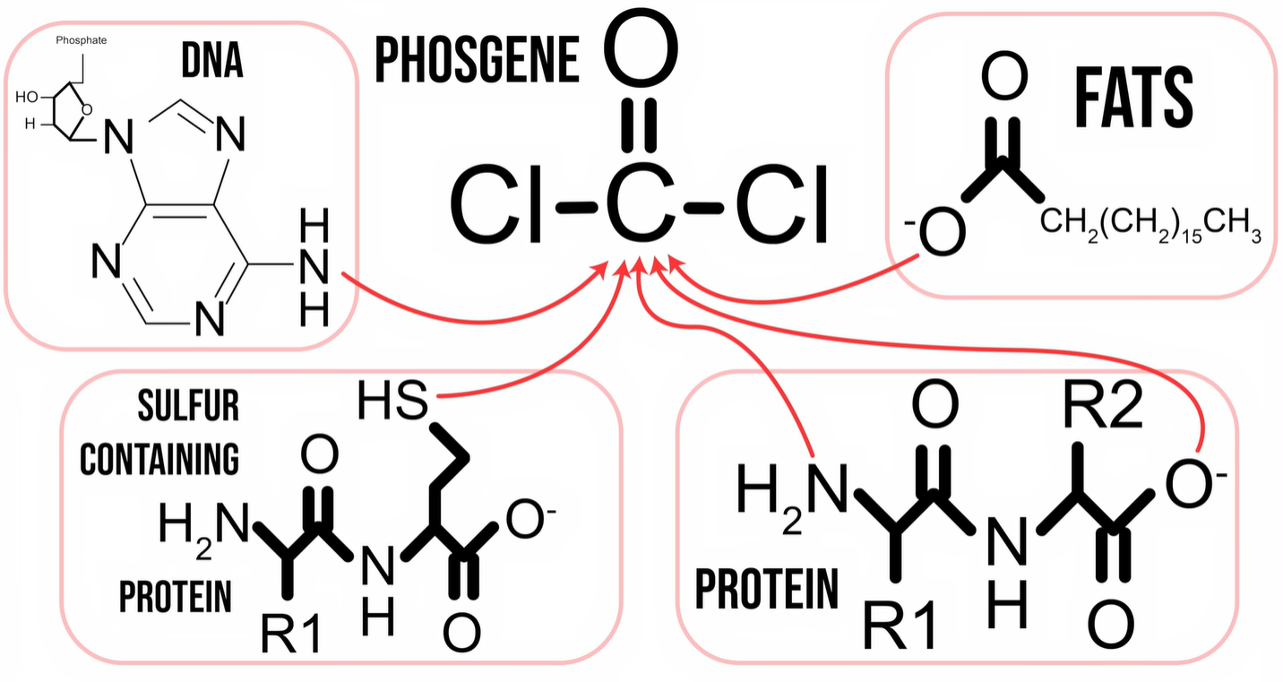Phosgene strongly interacts with fats, proteins and DNA in the body. (Credit: Chubbyemu, YouTube)