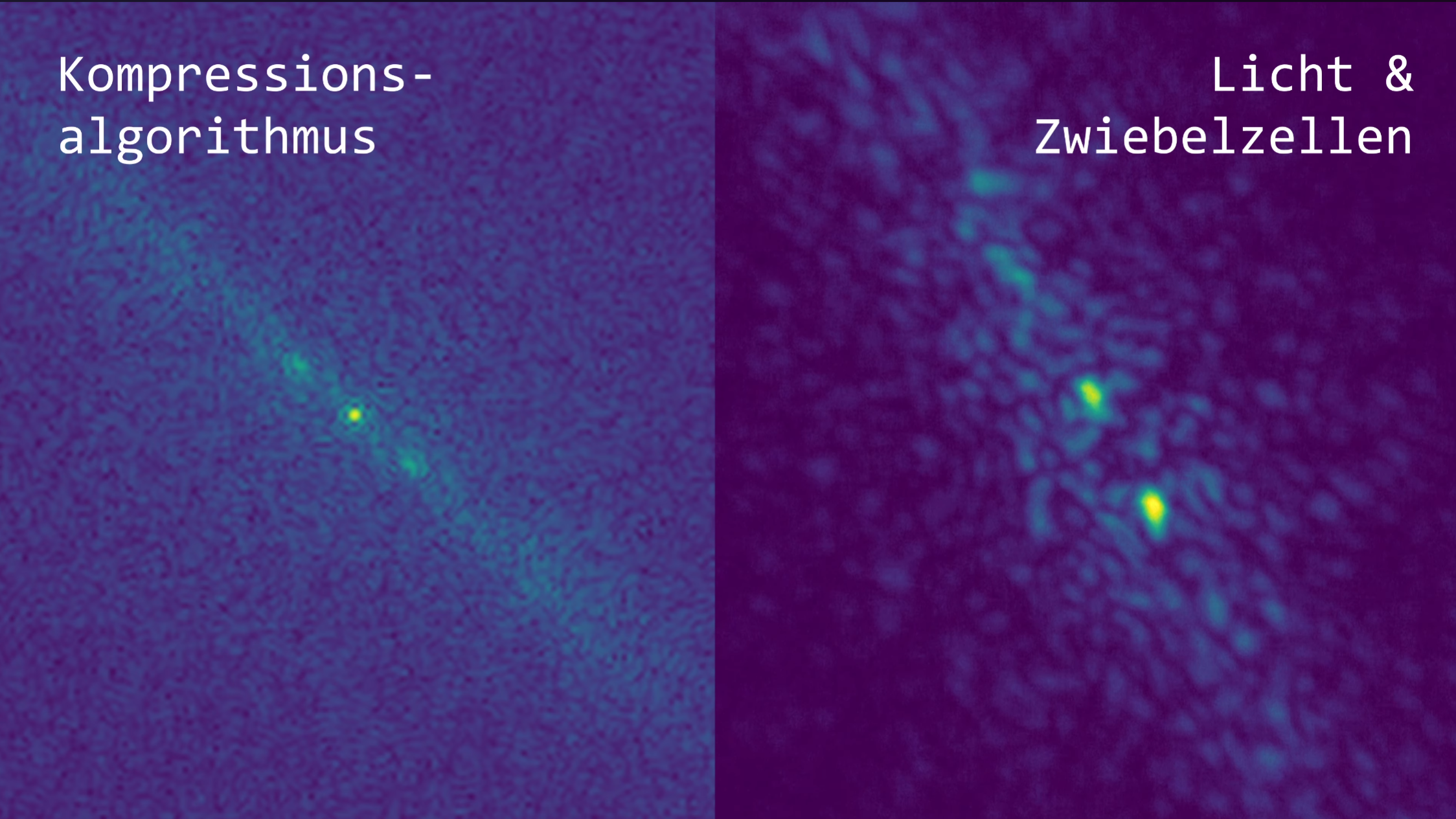 Two very similar diffraction patterns are shown, in patterns of green dots against a blue background. The left image is labelled "Kompressions-algorithmus", and the one on the right is labelled "Licht & Zweibelzellen".