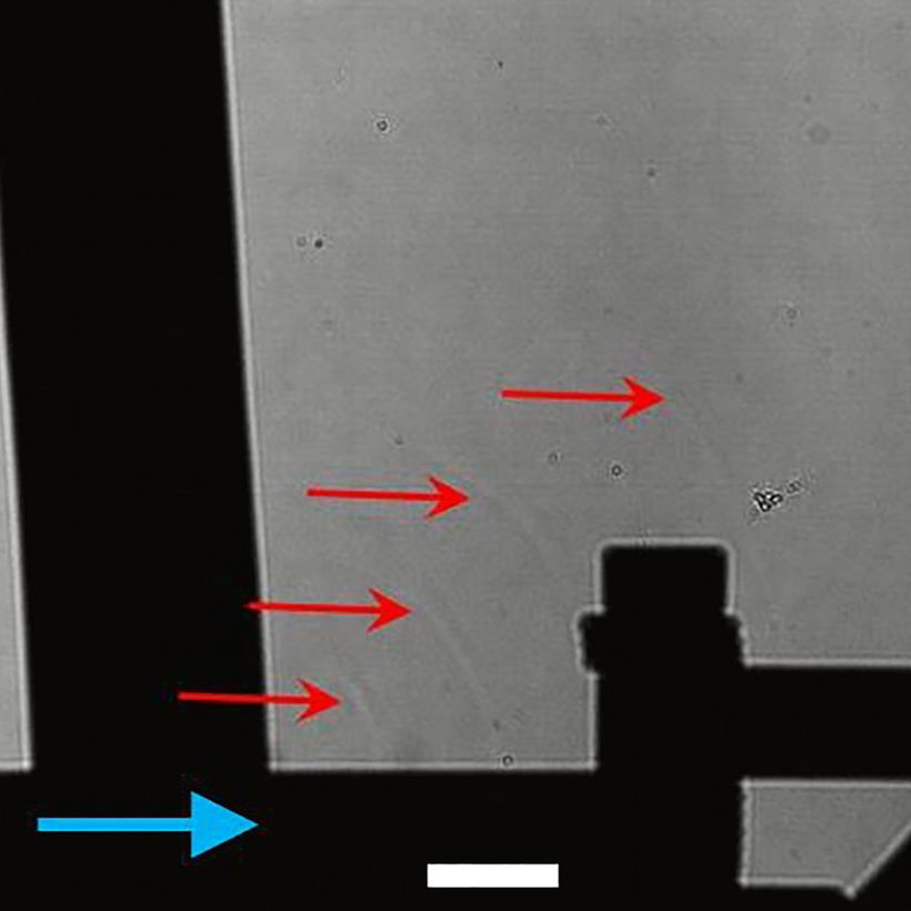 The shockwaves produced by peeling tape, captured on Schlieren imaging. (Credit: Er Qiang Li et al., 2026)